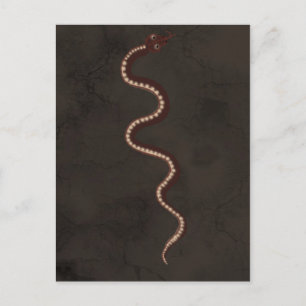 Australische Aborigine-Wüstenschlange Postkarte