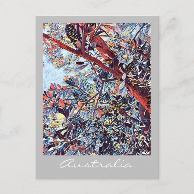 Australische Banksia-Pflanze Postkarte (Vorderseite)