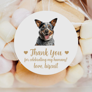 Australische Cattle Dog Hochzeitsgeschenk-Aufklebe Runder Aufkleber
