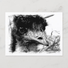 Australische Emu Wildlife Postcard Postkarte