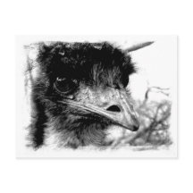 Australische Emu Wildlife Postcard