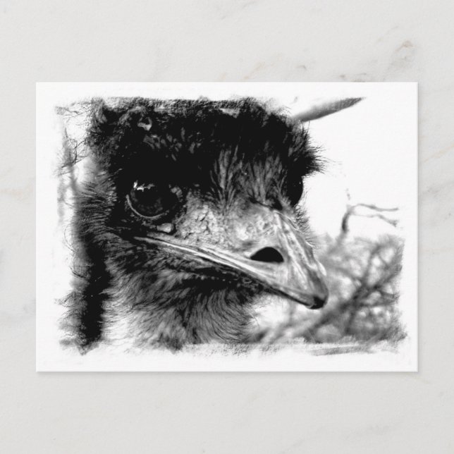 Australische Emu Wildlife Postcard Postkarte (Vorderseite)