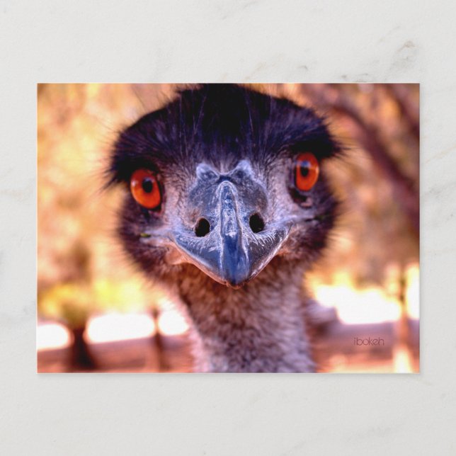 Australische Emu Wildlife Postcard Postkarte (Vorderseite)