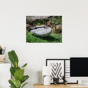 Australische Holzenten in einem ruhigen Garten Poster