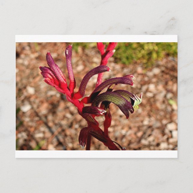 Australische Kangaroo Paw-Blume in Blüte 2 Postkarte (Vorderseite)