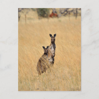 Australische Kangaroos-Postkarte Postkarte