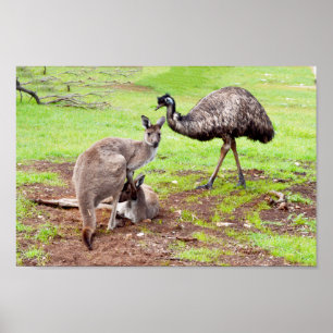 Australische Kangaroos und Emu, Wall Poster