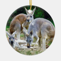 Australische Kängurus, die im Sun sich entspannen