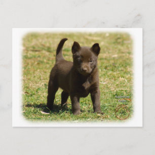 Australische Kelpie 9P022D-025 Postkarte