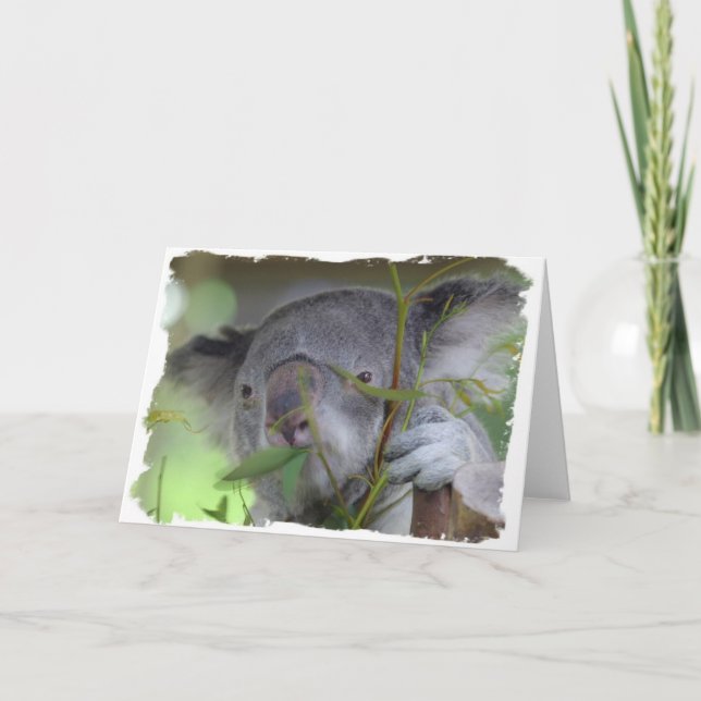 Australische Koala-Gruß-Karte Karte (Vorderseite)