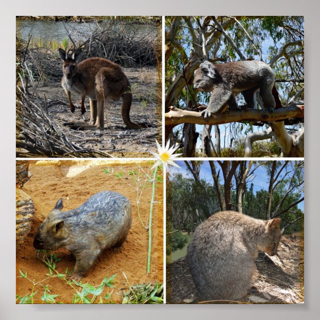 Australische Koala, Wombat, Quokka, Kangaroo, Poster (Vorne)