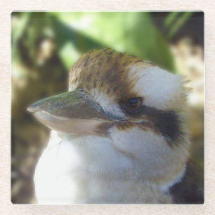 australische Kookaburra Nah Up, Glasuntersetzer
