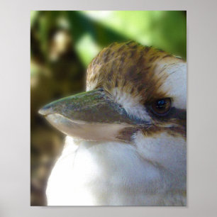 australische Kookaburra Nah Up, Poster