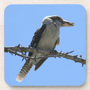 Australische Kookaburra Untersetzer