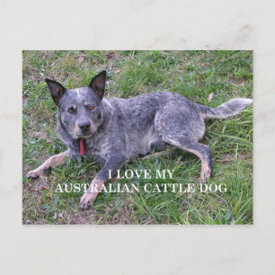 Australische Liebe Postkarte
