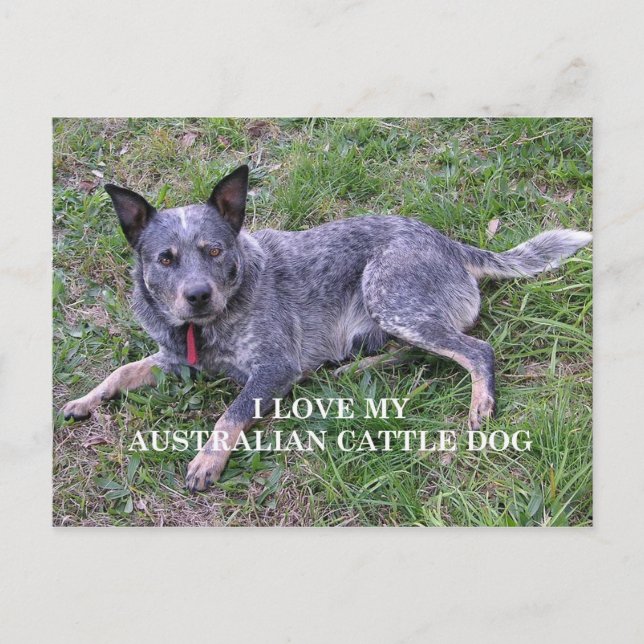 Australische Liebe Postkarte (Vorderseite)