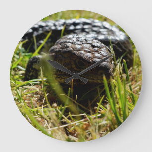 Australische Lizard (Stumpy)   Große Wanduhr