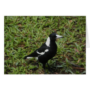 Australische Magpie Card