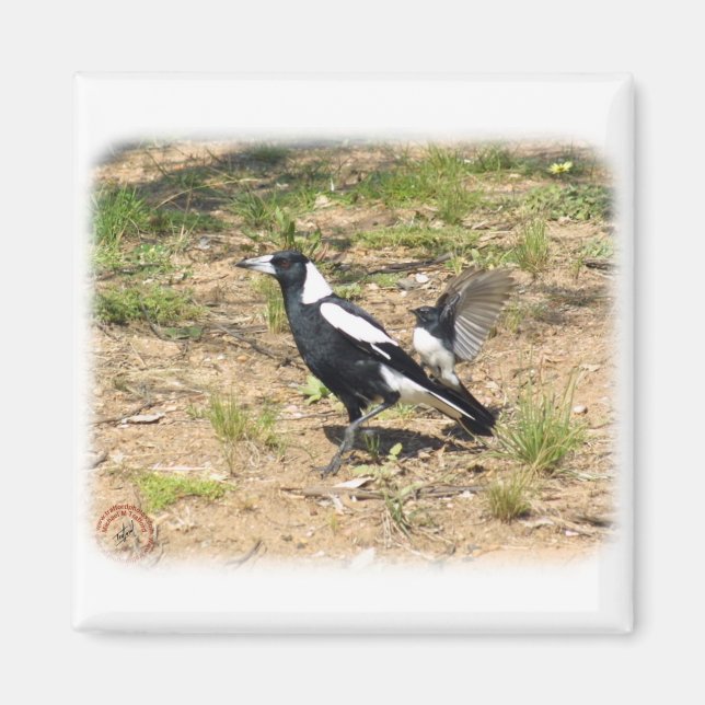 Australische Magpie wird von Willie Wagtail gestop Magnet (Vorne)