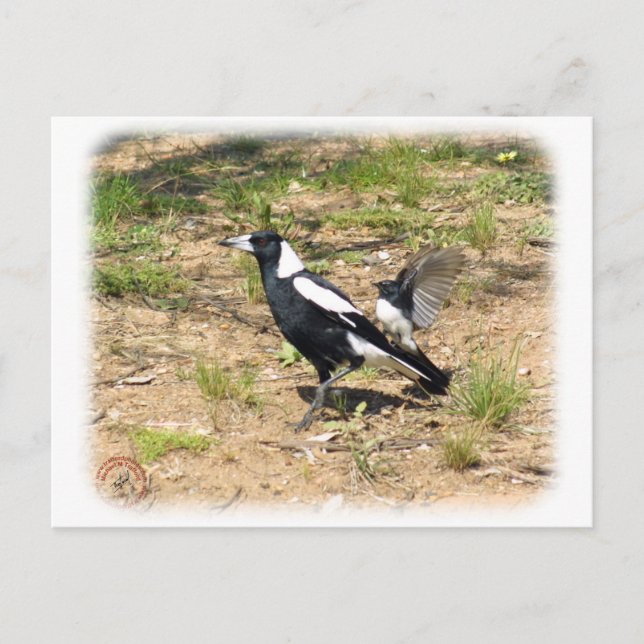 Australische Magpie wird von Willie Wagtail gestop Postkarte (Vorderseite)
