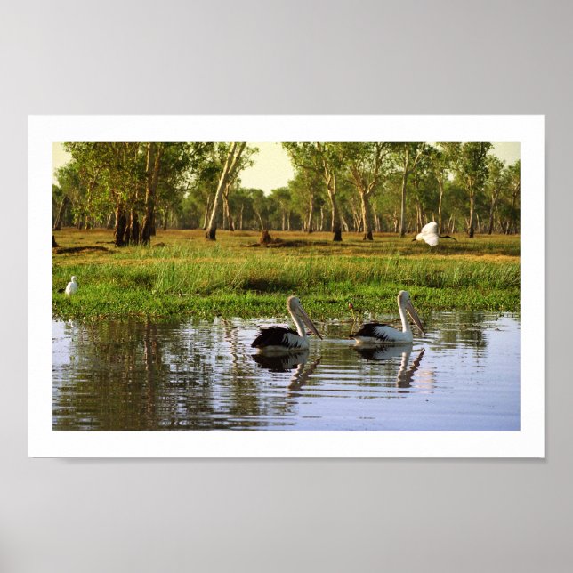 Australische Pelikane, Kakadu Nationalpark, NT Poster (Vorne)