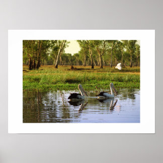 Australische Pelikane: Kakadu-Nationalpark, NT Poster