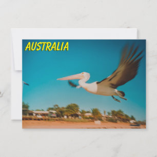 Australische pelikanische Karte