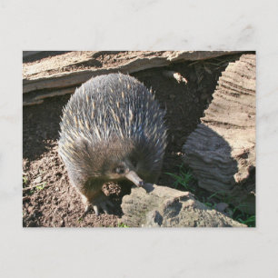 Australische Postkarte Echidna