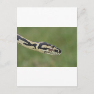 Australische Python Postkarte