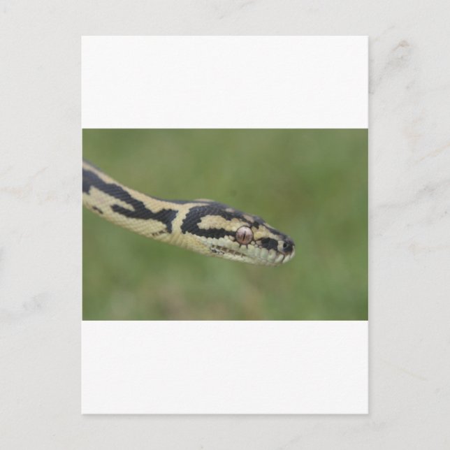 Australische Python Postkarte (Vorderseite)