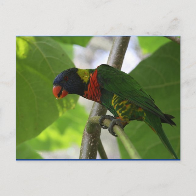 Australische Rainbow Lorikeet Postcard Postkarte (Vorderseite)