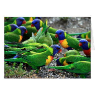 Australische Rainbow Lorikeets