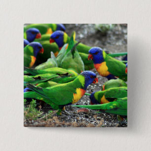 Australische Rainbow Lorikeets Button