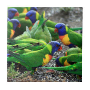 Australische Rainbow Lorikeets Fliese
