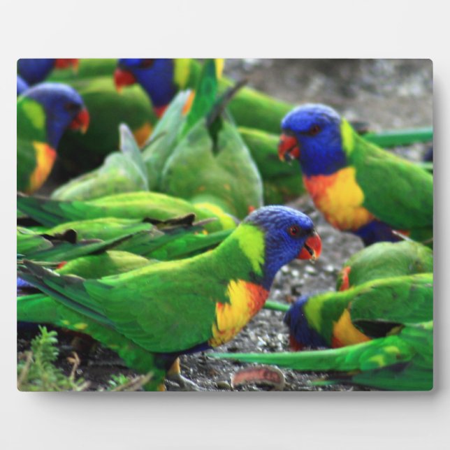 Australische Rainbow Lorikeets Fotoplatte (Vorderseite)