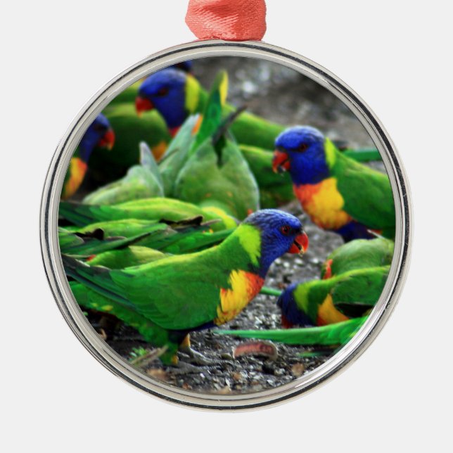 Australische Regenbogen Lorikeet Vögel Silbernes Ornament (Vorne)