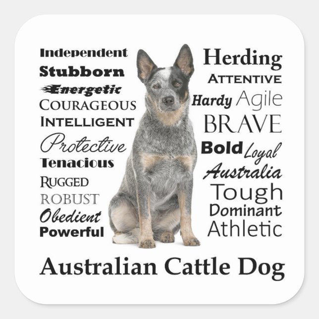 Australische Rind Dog Stickers (Vorderseite)
