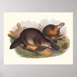 Australische Rinder, die Ente-Platypus Poster