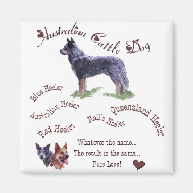 Australische Rinder Hunde Kunstgeschenke Magnet (Vorne)