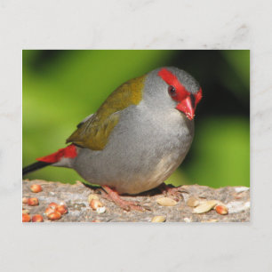 Australische Rot-Browed Fieinzelhändler Finch Postkarte