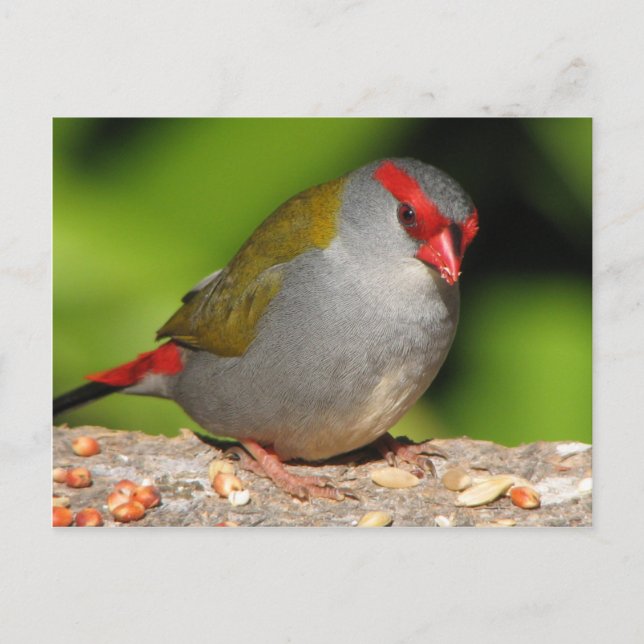 Australische Rot-Browed Fieinzelhändler Finch Postkarte (Vorderseite)