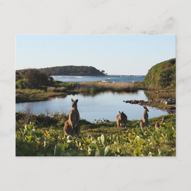 Australische Scene Postcard Postkarte (Vorderseite)