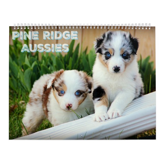 Australische Schäfer-Welpen Kalender (Titelbild)