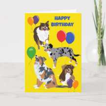 Australische Schäferhunde und Balloons zum Geburts