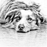 Australische Schäferhundekunst Freistehende Fotoskulptur<br><div class="desc">AUSTRALISCHER SCHÄFER - GESCHENKE,  KLEID UND ZUSÄTZE FÜR DIE VON IHNEN WHO-LIEBE DER SCHÖNE UND SUPER INTELLIGENTE AUSTRALISCHE SCHÄFER.</div>
