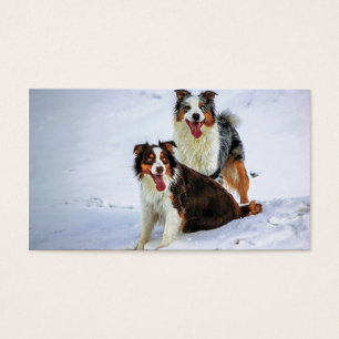 Australische Schäferpaarhunde