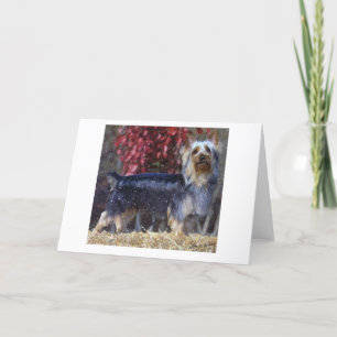 Australische Silky Terrier Dog Blank Greeting Card Karte