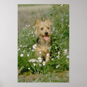 Australische Terrier-Blume Poster