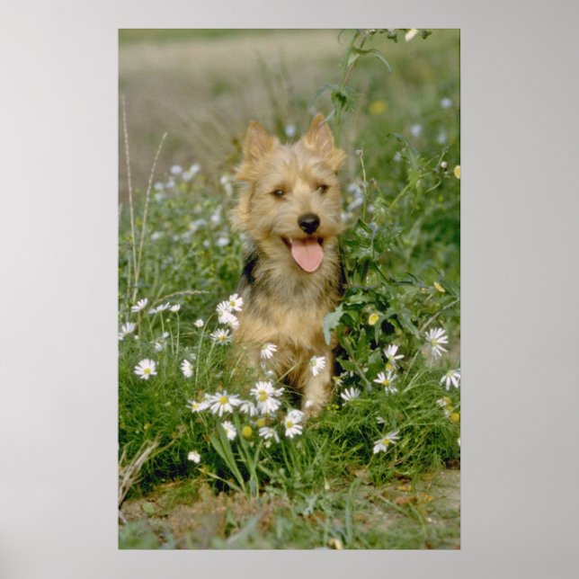 Australische Terrier-Blume Poster (Vorne)