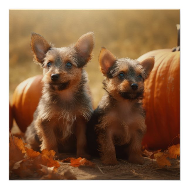 Australische Terrier Welpe Autumn Delight Pumpkin Poster (Vorderseite)